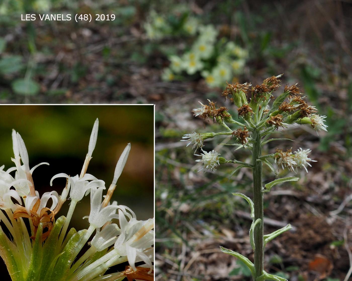 Butterbur, White flower